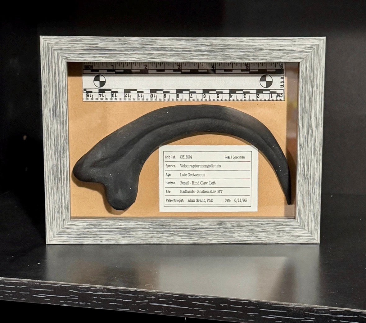 Velociraptor Claw Fossil - Jurassic Park Replica Museum Display Shadowbox