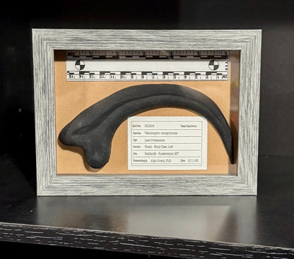 Velociraptor Claw Fossil - Jurassic Park Replica Museum Display Shadowbox