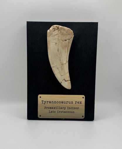 Tyrannosaurus Rex Replica Tooth Fossil - Jurassic Park Museum Display