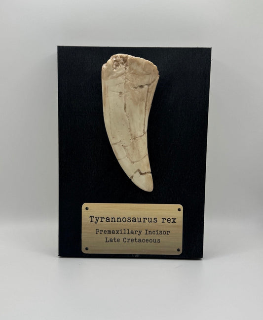 Tyrannosaurus Rex Replica Tooth Fossil - Jurassic Park Museum Display