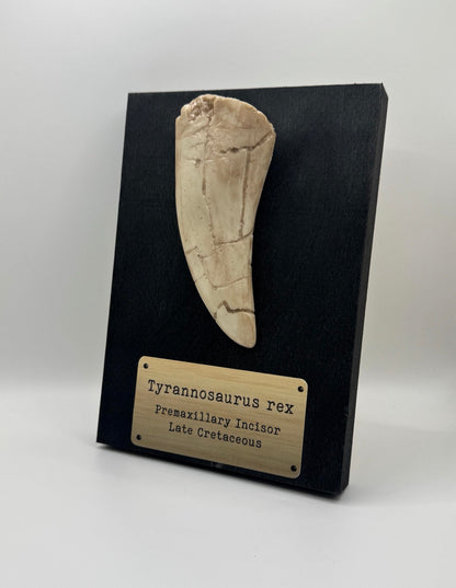 Tyrannosaurus Rex Replica Tooth Fossil - Jurassic Park Museum Display