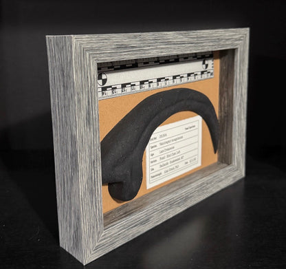 Velociraptor Claw Fossil - Jurassic Park Replica Museum Display Shadowbox