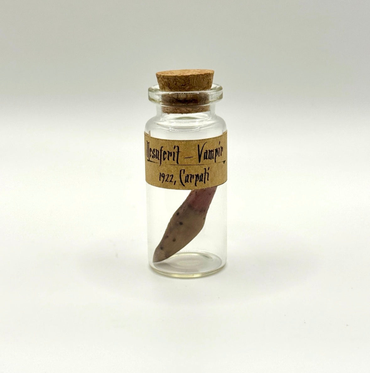 Nosferatu Inspired Extracted Vampire Fang Specimen