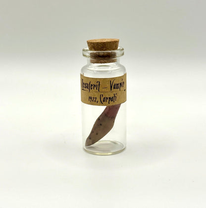 Nosferatu Inspired Extracted Vampire Fang Specimen