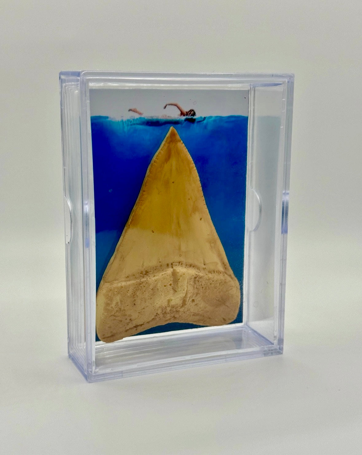 Replica Great White Shark Tooth Display