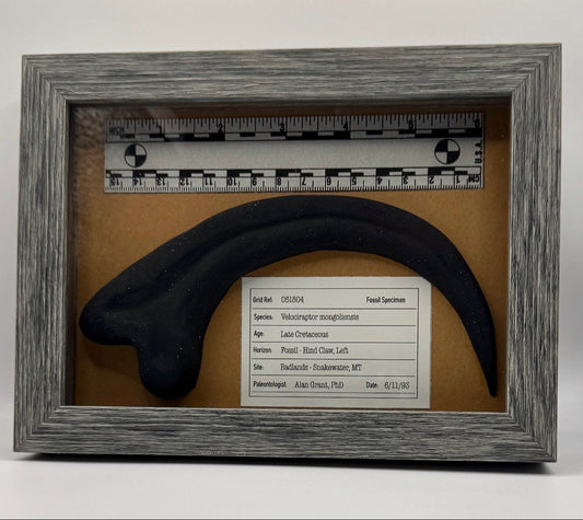 Velociraptor Claw Fossil - Jurassic Park Replica Museum Display Shadowbox