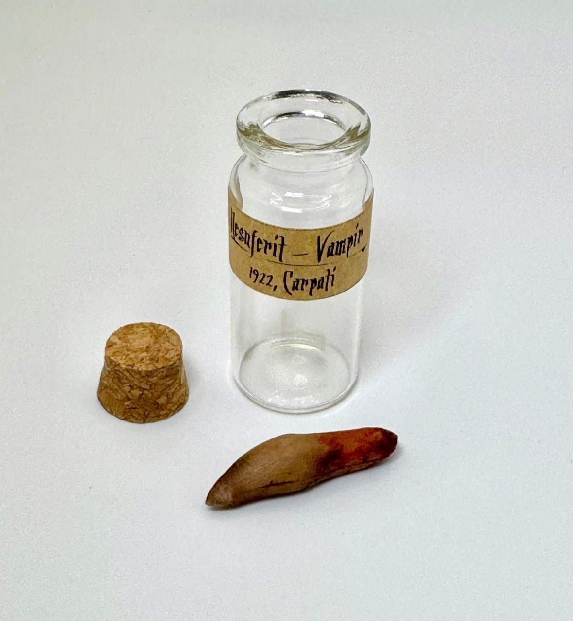 Nosferatu Inspired Extracted Vampire Fang Specimen