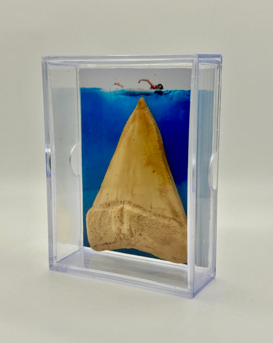 Replica Great White Shark Tooth Display