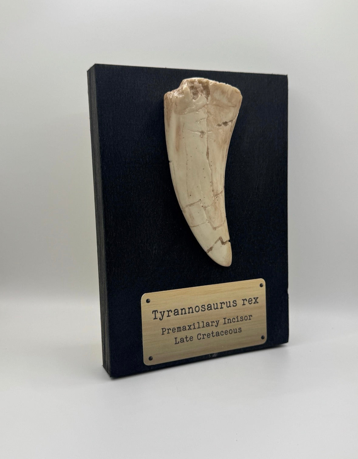 Tyrannosaurus Rex Replica Tooth Fossil - Jurassic Park Museum Display